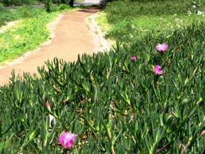 Path with plants
