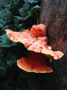 Big orange shelf mushroom