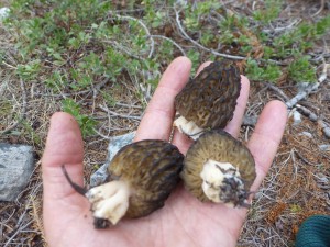 Morels